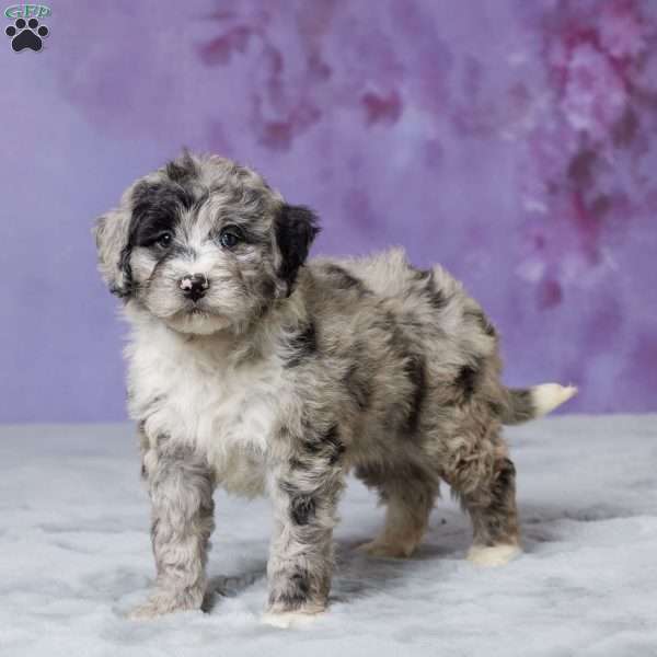 Molly, Mini Bernedoodle Puppy